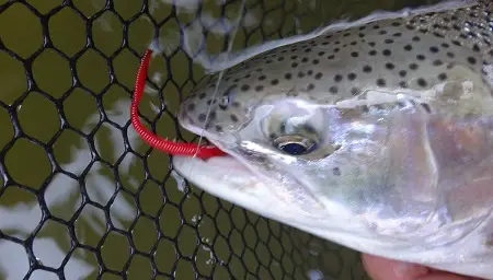 A rainbow trout with a red plastic worm in its mouth.