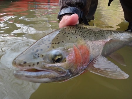 My client with a nice pink cheek rainbow trout