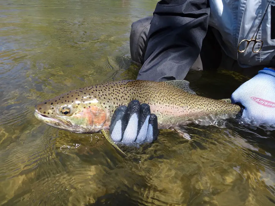 A big rainbow trout caught Fishing For Rainbow Trout