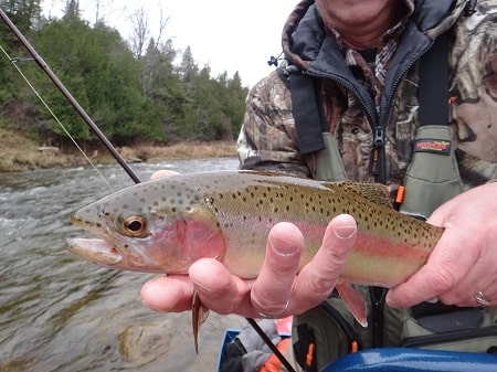 Rainbow Trout Fishing: Expert Tips and Tactics