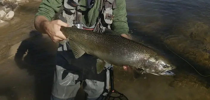 salmon fishing in Minnesota can produce salmon like this.
