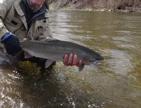 Steelhead Fishing With Marshmallows: Guide Tested