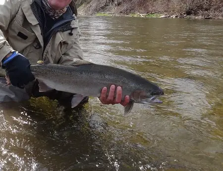 Steelhead fishing with marshmallows can produce big winter steelhead like this one.