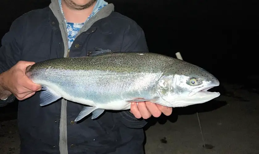 A nice rainbow trout caught fly fishing at night.