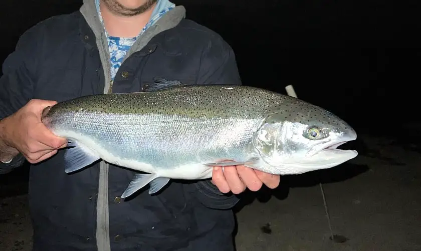 SBS Outdoor Action steelhead fishing at night 