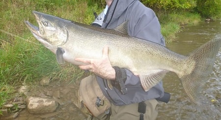 One of my clients with a big king salmon caught on a great lakes river.