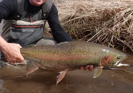 Steelhead fishing with marshmallows can produce big spring steelhead like this one.