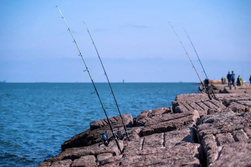 Rods set up and ready for shore fishing for steelhead.