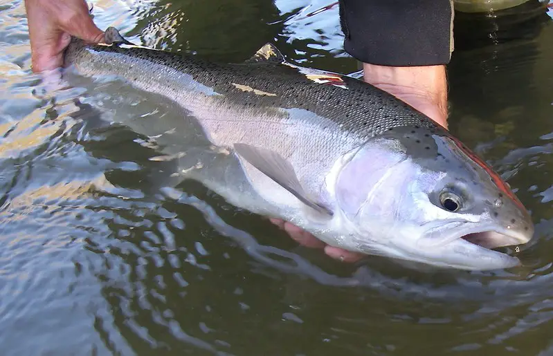 The line diameter matters when fishing low clearwater steelhead like this.