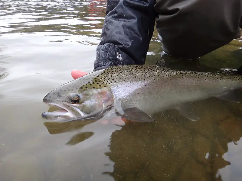 My clear water steelhead fishing tactics help catch more steelhead like this one.