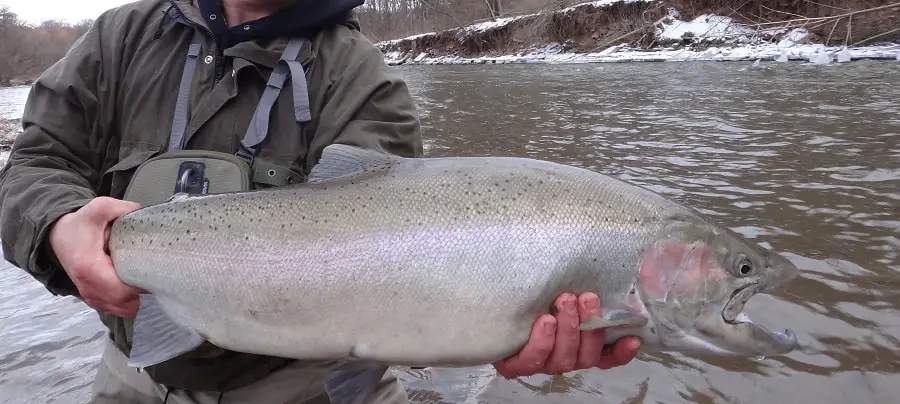 A steelhead caught back bouncing