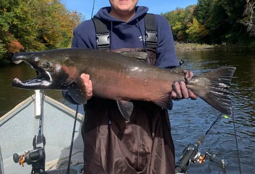 A back bouncing caught coho salmon from the Salmon river in New York.