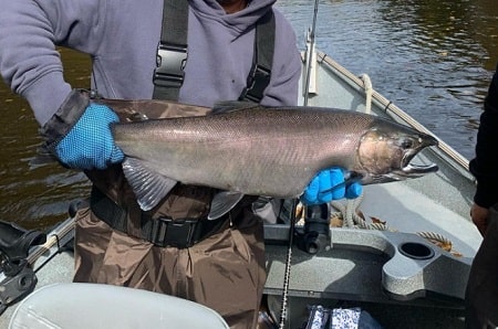 A nice coho salmon caught float fishing on the boat with Healy Outdoors