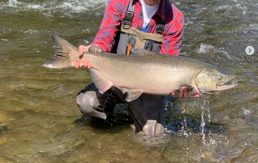 A large salmon caught on the salmon river which is one of the best rivers for salmon fishing.