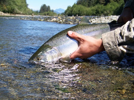 8 Clear Water Salmon Fishing Tips and Tactics