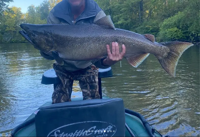 A large king salmon which came from back trolling for salmon which is used by guide and anglers. Image courtesy of Fire Plug Charters.