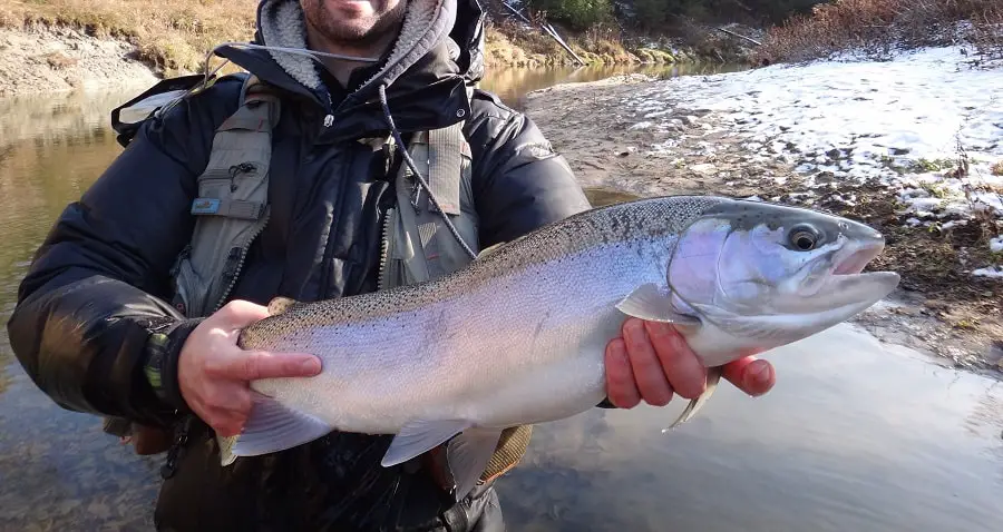 My client with a nice winter steelhead caught while plugging for steelhead