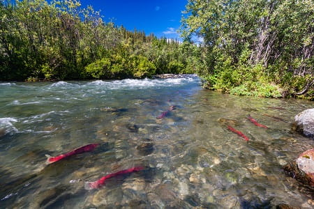 Sockeye salmon in a river in Alaska.