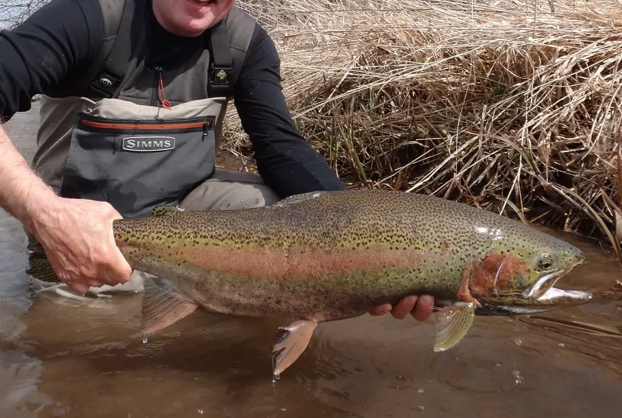 Oak Orchard steelhead fishing is good with many large steelhead like this spring steelhead.