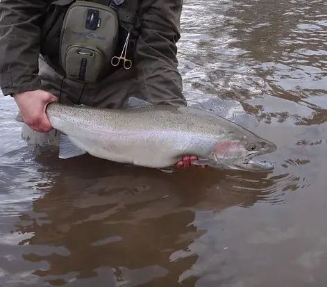 A big Vermilion River steelhead