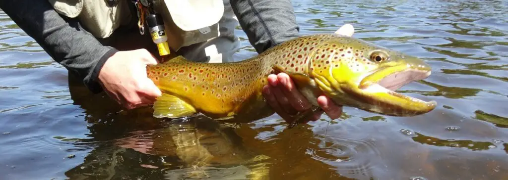 A big brown trout from a BC river. Brown Trout Fishing In BC can be good