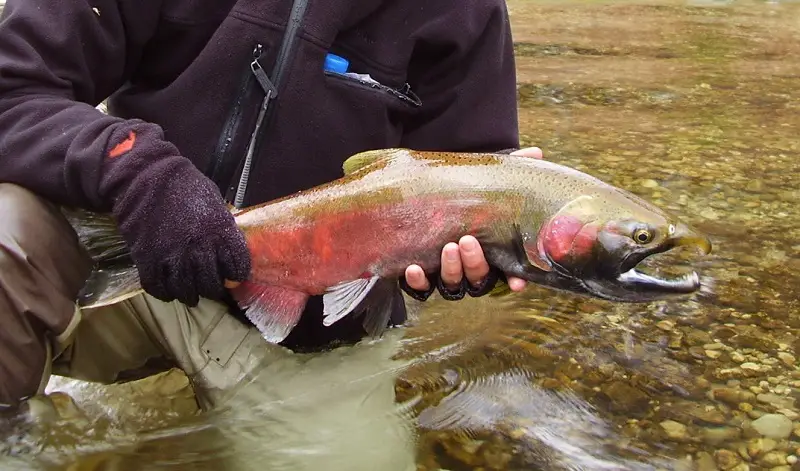 A Coho salmon which can be caught by Dipnetting For Salmon