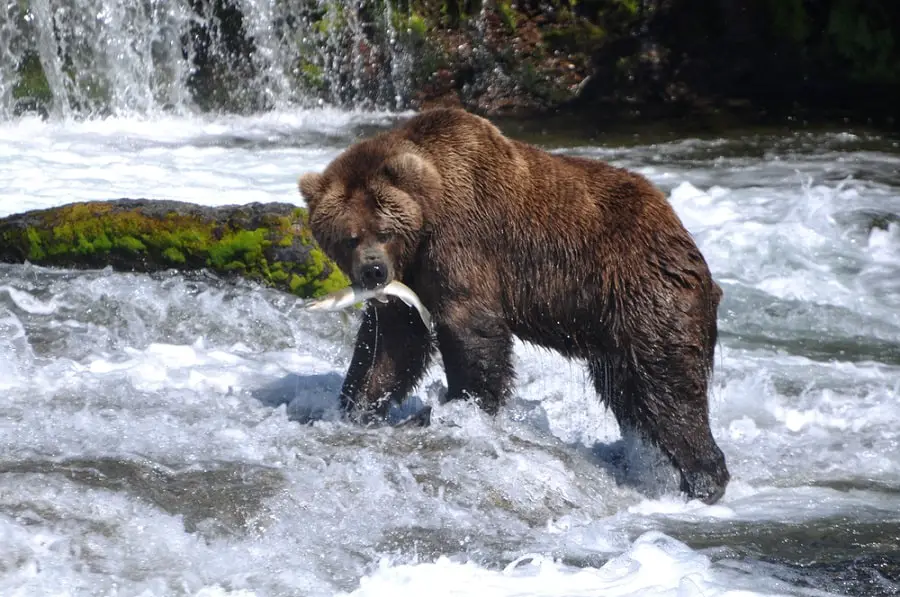 A bear with a fish in its mouth from the article Safety Tips For Fishing Near Bears When River Fishing