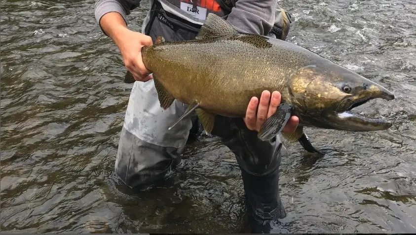 Fishing the salmon river Idaho can produce nice salmon like this one.