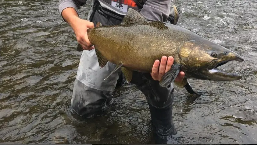 A guide holding a big chinook salmon, wearing the required gear for salmon fishing.