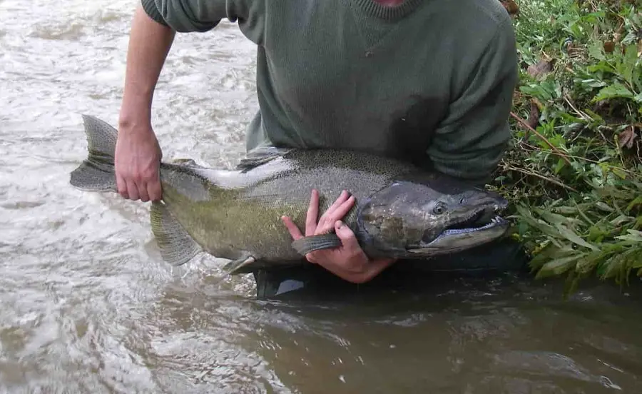 A king salmon. King salmon fishing on the copper river often is done in fast murkly water.