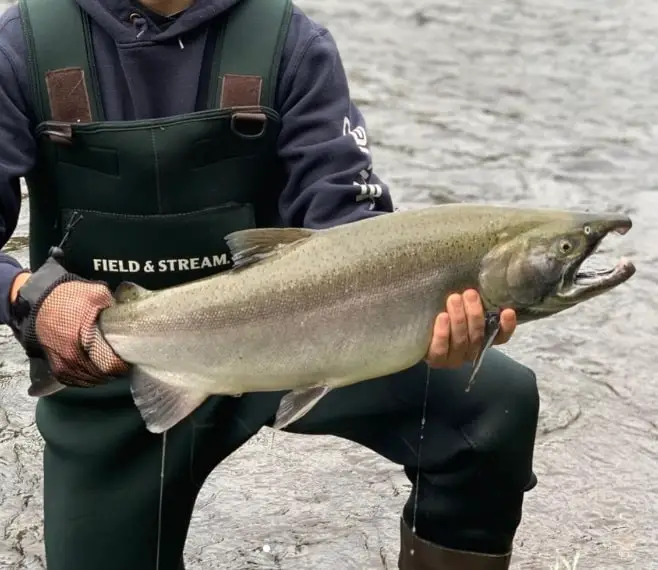 Coho Salmon Fishing The Copper River, Alaska