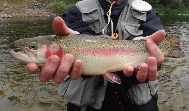 Rainbow trout fishing in the Salmon River in Idaho can be very good.