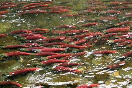 A lot of sockeye salmon running up a river.