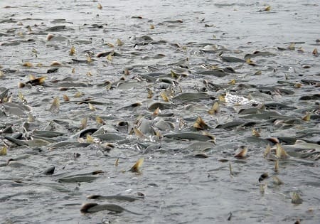 A large amount of salmon in shallow water. Why do salmon run rivers in such numbers.