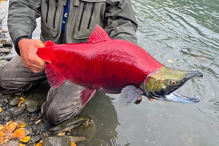 Sockeye salmon are a target of many anglers that use the Dipnetting For Salmon method