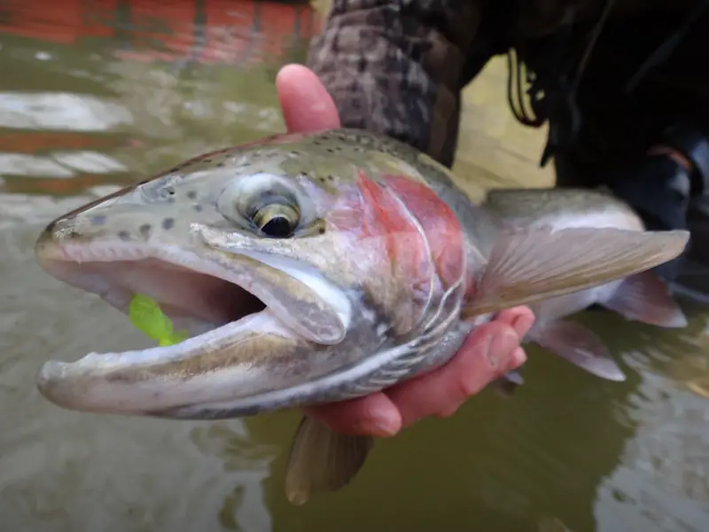 A steehead with a spawn bag in its mouth.