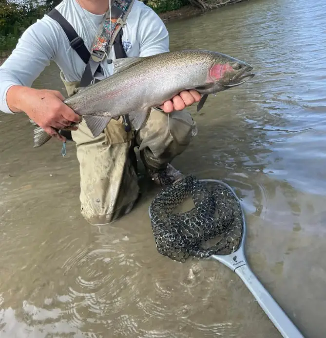 An angler holding a steelhead with his FishUSA net in the water at his feet.