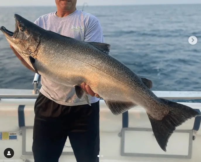 A big king salmon caught trolling flies for salmon