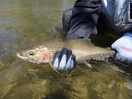 One of my clients with my Berkely Fishing handling gloves on holding a nice rainbow trout.