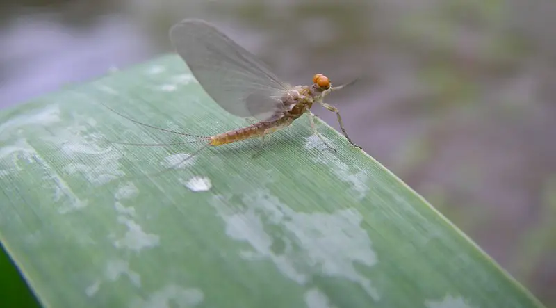 This is a real mayfly from the side of a trout river.