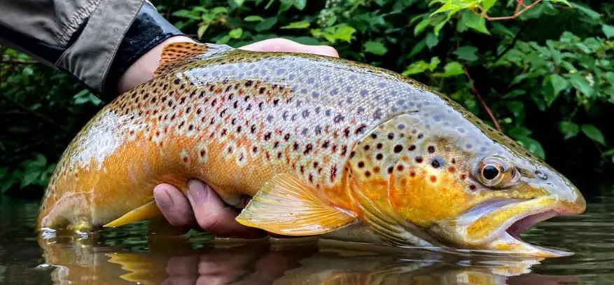 A large brown trout held just off the surface.