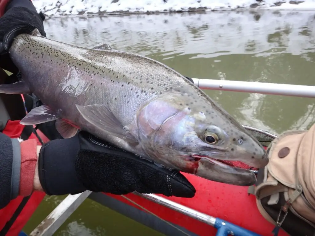 A steelhead caught on the right size leader.