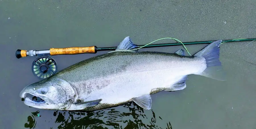 A coho salmon lying beside a fly reel and rod combo