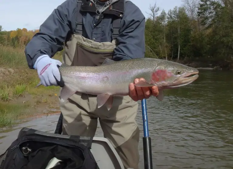 The author holding a large steelhead caught on a small size 10 hook.