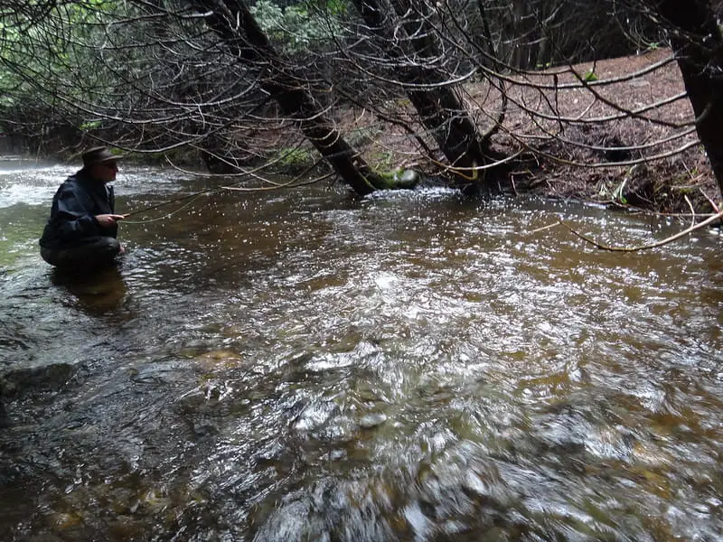 My client is fishing very tight cover on a small stream.